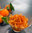 Mandarinen im Sirup 400gr